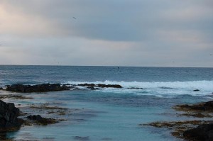 Die Schwanzflosse eines Wals