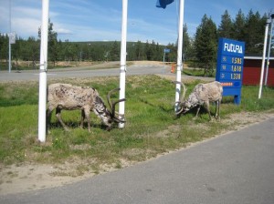 zum Glück brauchen wir Diesel
